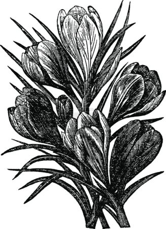 Illustration for Crocuses, engraved simple vector illustration - Royalty Free Image