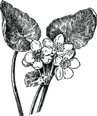 Illustration for Cowslip, engraved simple vector illustration - Royalty Free Image