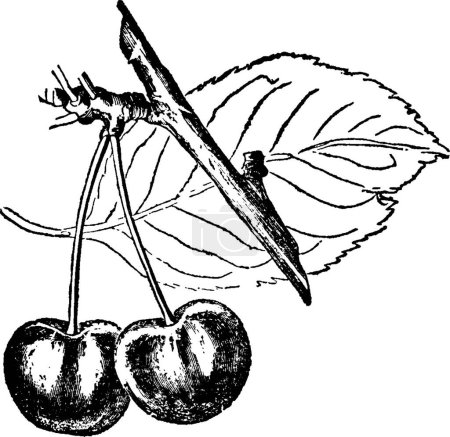 Ilustración de Cerezas, ilustración vectorial simple grabada - Imagen libre de derechos
