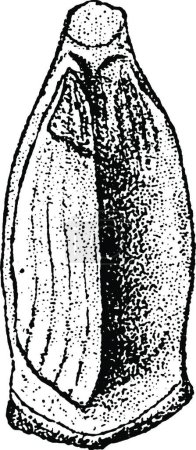 Téléchargez les illustrations : "Shortleaf pine (pinus echinata Mill.). Natural size. cone scales" - en licence libre de droit