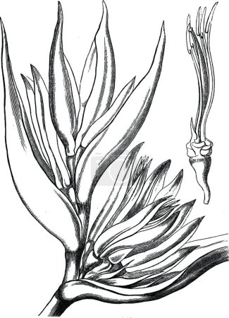 Téléchargez les illustrations : Heliconia, illustration vectorielle simple gravée - en licence libre de droit