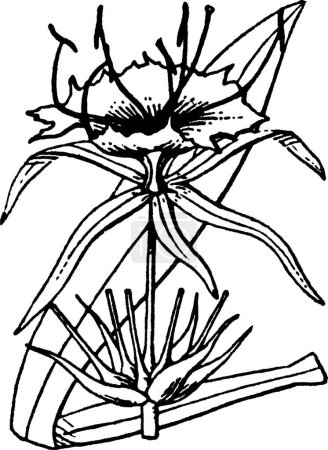 Téléchargez les illustrations : Hyménocallis, illustration vectorielle simple gravée - en licence libre de droit