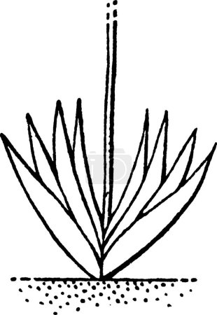Ilustración de Equitante, ilustración vectorial simple grabado - Imagen libre de derechos