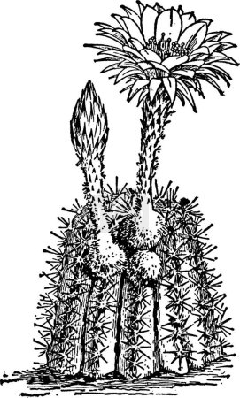 Ilustración de Cactus, ilustración vectorial simple grabada - Imagen libre de derechos