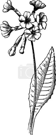 Illustration for Cowslip, engraved simple vector illustration - Royalty Free Image
