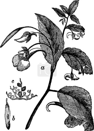 Illustration for Balsam, engraved simple vector illustration - Royalty Free Image