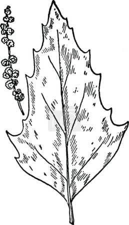 Illustration for Pigweed, engraved simple vector illustration - Royalty Free Image