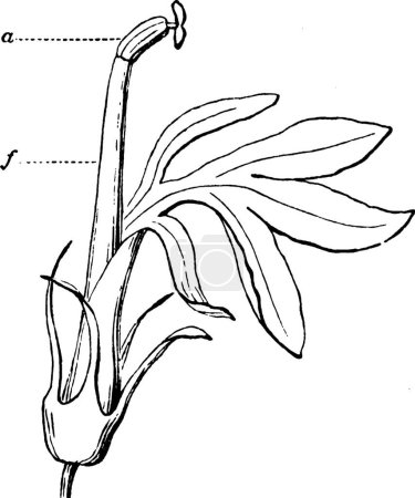 Illustration for Flower, engraved simple vector illustration - Royalty Free Image