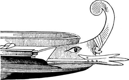 Illustration for Acrostolium, engraved simple vector illustration - Royalty Free Image