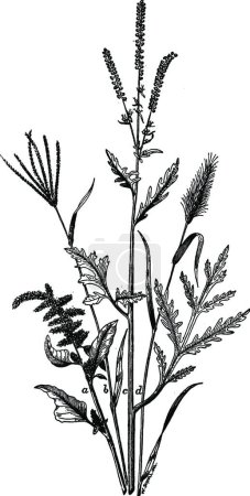 Illustration for Weeds, engraved simple vector illustration - Royalty Free Image