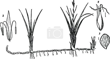 Illustration for Carex vintage line illustration. - Royalty Free Image