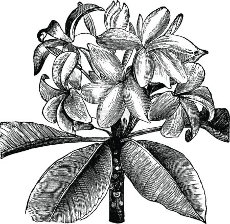 Illustration for Frangipani, engraved simple vector illustration - Royalty Free Image