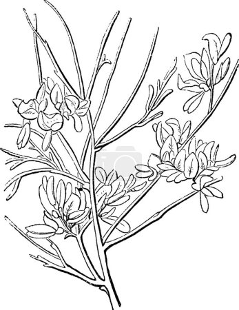 Illustration for Juniper, engraved simple vector illustration - Royalty Free Image