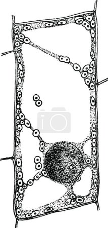 Illustration for "Plant Cell vintage illustration. " - Royalty Free Image