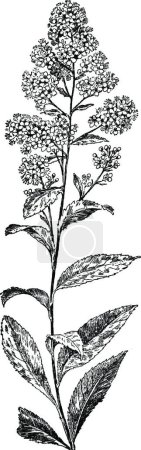 Illustration for Meadowsweet, engraved simple vector illustration - Royalty Free Image