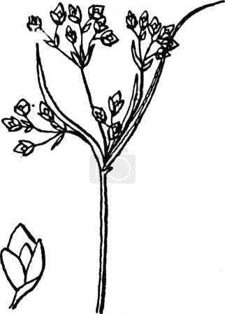 Illustration for Color vector designed illustration with flowers - Royalty Free Image