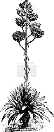 Illustration for Agave black and white vintage vector illustration - Royalty Free Image