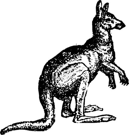 Illustration for Kangaroo black and white vintage vector illustration - Royalty Free Image