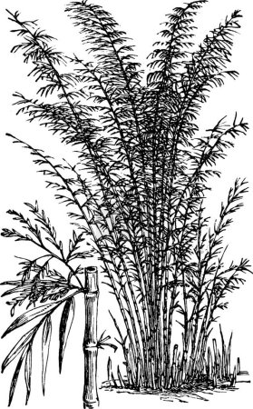 Illustration for Bamboo black and white vintage vector illustration - Royalty Free Image