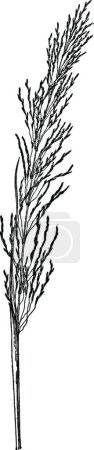 Illustration for Vetiveria Zizanioides vintage illustration. - Royalty Free Image