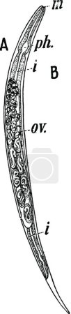 Illustration for Threadworm black and white vintage vector illustration - Royalty Free Image