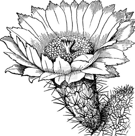 Ilustración de Cactus negro y blanco vintage vector ilustración - Imagen libre de derechos