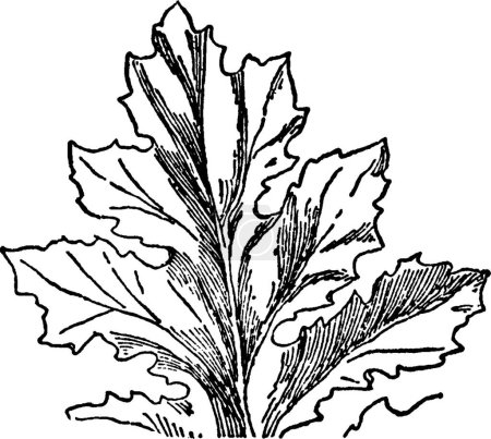 Téléchargez les illustrations : Illustration vectorielle vintage Acanthus noir et blanc - en licence libre de droit