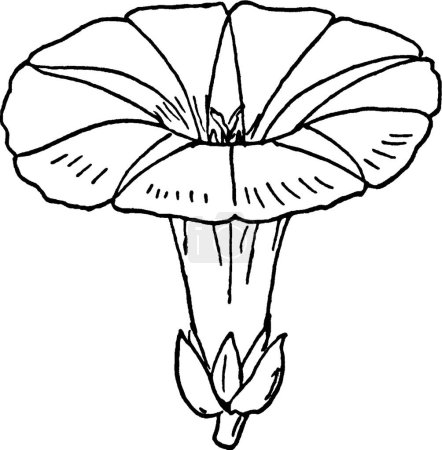 Téléchargez les illustrations : Illustration vectorielle de couleur avec fleur - en licence libre de droit