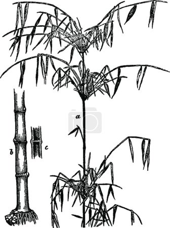 Téléchargez les illustrations : Bambou, illustration vectorielle colorée - en licence libre de droit