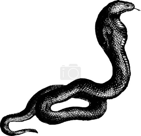 Téléchargez les illustrations : Illustration vectorielle vintage Cobra noir et blanc - en licence libre de droit