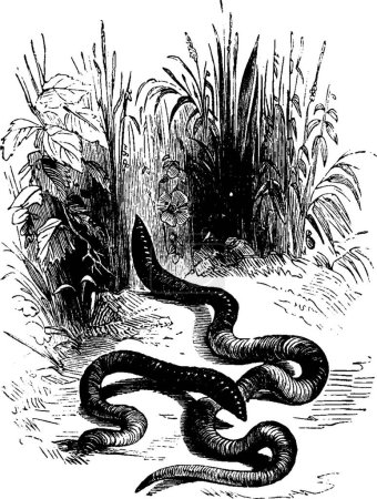 Illustration for Earthworms black and white vintage vector illustration - Royalty Free Image