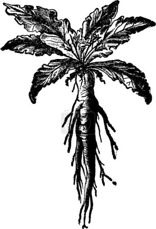Illustration for Mandrake black and white vintage vector illustration - Royalty Free Image
