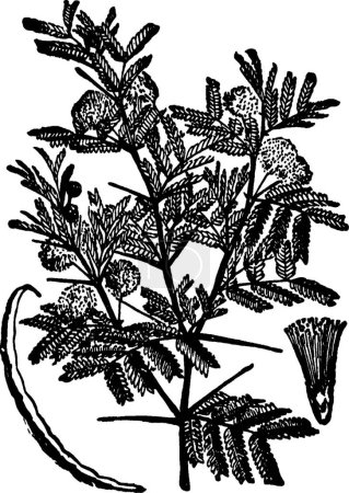 Ilustración de Ilustración de vectores vintage en blanco y negro de Acacia - Imagen libre de derechos