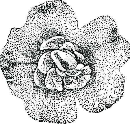 Ilustración de "Flower of Mimulus Luteus Neuberti vintage illustration. " - Imagen libre de derechos
