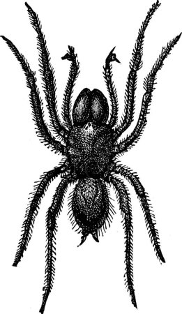 Illustration for Atypus, engraved simple vector illustration - Royalty Free Image