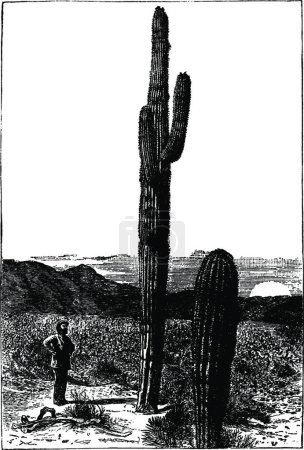 Téléchargez les illustrations : Illustration vectorielle vintage Saguaro noir et blanc - en licence libre de droit