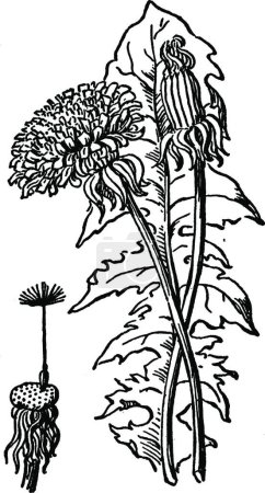 Illustration for Dandelions, engraved simple vector illustration - Royalty Free Image