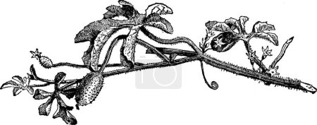 Illustration for "Cucumis Anguria vintage illustration. " - Royalty Free Image