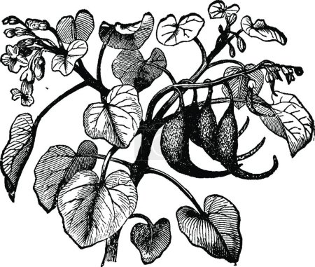 Téléchargez les illustrations : Illustration vectorielle vintage Martynia noir et blanc - en licence libre de droit