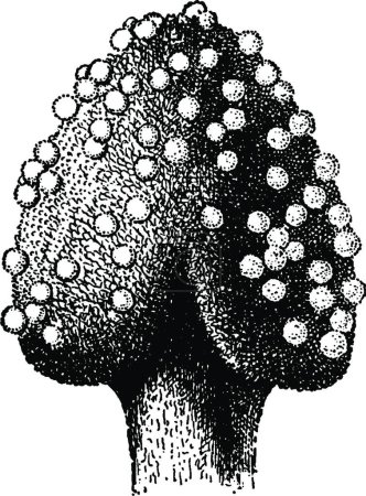Ilustración de Estigma ilustración vectorial vintage en blanco y negro - Imagen libre de derechos