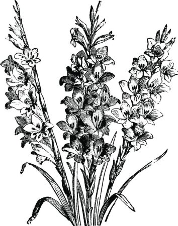 Ilustración de "Híbridos de Gladiolus Gandavensis ilustración vintage. " - Imagen libre de derechos