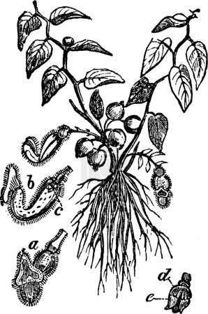 Ilustración de Aristolochia, ilustración vectorial simple grabada - Imagen libre de derechos