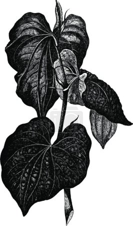 Illustration for Kava black and white vintage vector illustration - Royalty Free Image