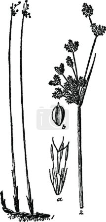 Ilustración de Bulrush negro y blanco vintage vector ilustración - Imagen libre de derechos