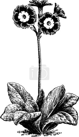 Téléchargez les illustrations : Illustration vectorielle vintage Auricula noir et blanc - en licence libre de droit
