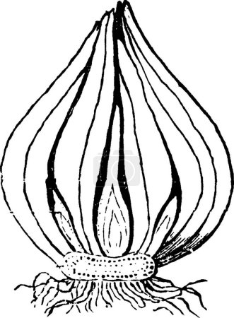 Illustration for Tulip bulb, engraved simple vector illustration - Royalty Free Image
