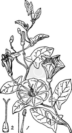 Illustration for Bindweed, engraved simple vector illustration - Royalty Free Image