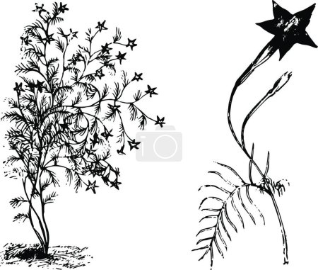 Ilustración de Habit and Detached Flowering Branchlet of Ipomoea Quamoclit vint - Imagen libre de derechos