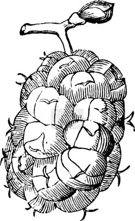 Téléchargez les illustrations : Mulberry, illustration vectorielle simple gravée - en licence libre de droit