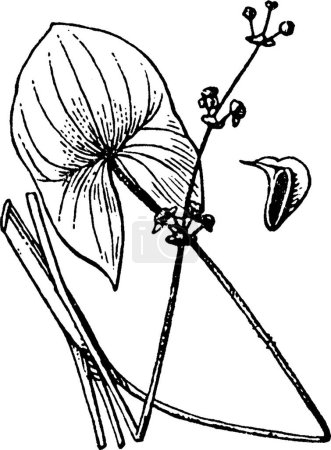 Téléchargez les illustrations : Illustration vectorielle vintage Sagittaria noir et blanc - en licence libre de droit